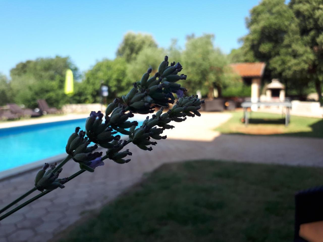 Guesthouse "Barboska" - Big Outdoor Swimming Pool & Private Tennis Court Vodnjan Eksteriør billede